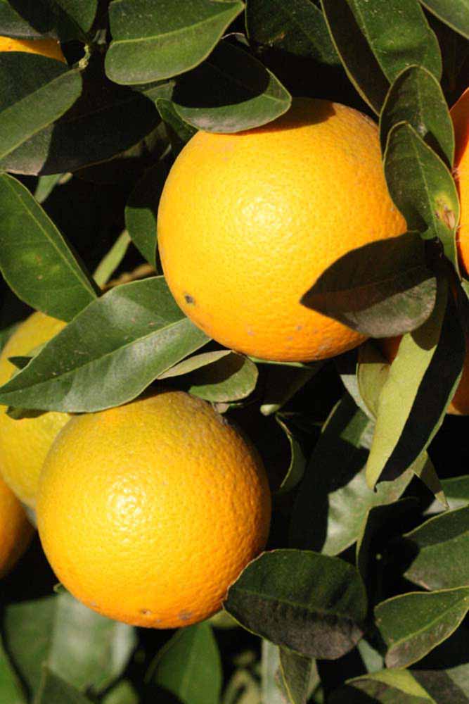              Fruit (Riverside, CA)       